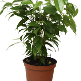 6" Ficus Benjamina