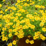 5" Dahlberg Daisy