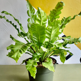 4"Birds Nest Fern