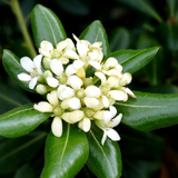 6" Pittosporum Tobira