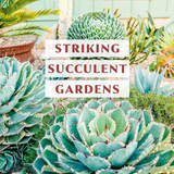 Striking Succulent Gardens