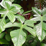 6" Philodendron Panduriforme