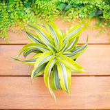 6" Dracaena Lemon Lime