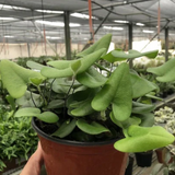 2" Heart Fern