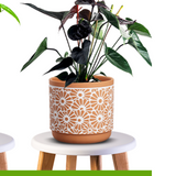 Terra Cotta Patterned Planters - 3 Sizes