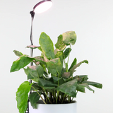 Adjustable LED Plant Light