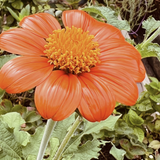 Mexican Sunflower Tarot Seed Packet
