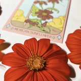 Mexican Sunflower Tarot Seed Packet
