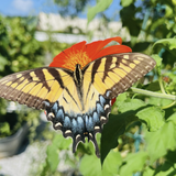 Mexican Sunflower Tarot Seed Packet