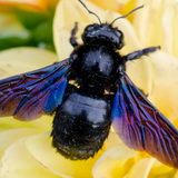 9" x 9" Carpenter Bee Duo