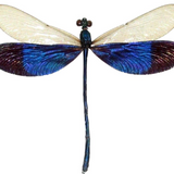 9" x 9" Great Blue Metalwing Damselfly