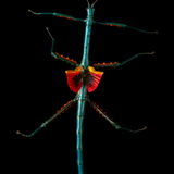 9" x 9" Blue Stick Insect