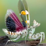 9" x 9" Flower Mantis