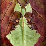 6" x 6" Green Walking Leaf