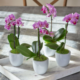 3" Orchid Mini