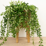 8" Lipstick Plant