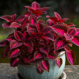 6" Coleus