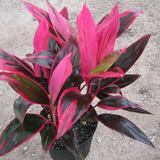4" Cordyline Red Sister