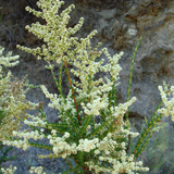 1 Gallon Adenostoma Fasciculatum