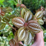 3" Peperomia Involucrata