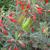 4" Flowering Plants
