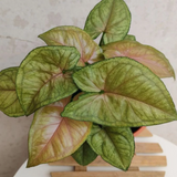 4" Syngonium Berry Allusion