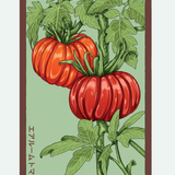 Fruit & Vegetable Seed Packets - 27 Varieties