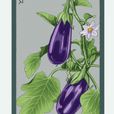 Fruit & Vegetable Seed Packets - 27 Varieties