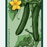 Fruit & Vegetable Seed Packets - 27 Varieties