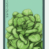 Fruit & Vegetable Seed Packets - 27 Varieties