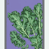 Fruit & Vegetable Seed Packets - 27 Varieties