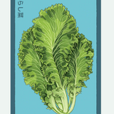 Fruit & Vegetable Seed Packets - 27 Varieties
