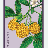 Fruit & Vegetable Seed Packets - 27 Varieties