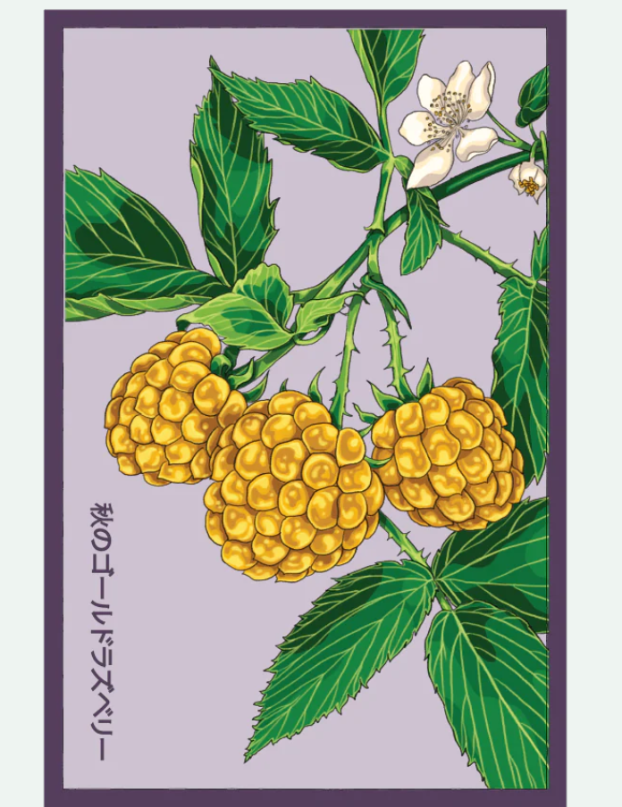 Fruit & Vegetable Seed Packets - 27 Varieties