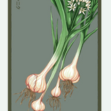 Fruit & Vegetable Seed Packets - 27 Varieties