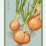 Fruit & Vegetable Seed Packets - 27 Varieties