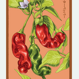 Fruit & Vegetable Seed Packets - 27 Varieties