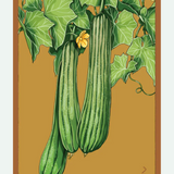 Fruit & Vegetable Seed Packets - 27 Varieties