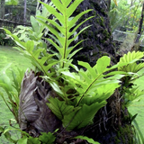 5" Oak Leaf Fern 'Drynaria Quercifoli'