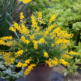 5 Gallon Cytisus Racemosus