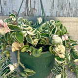 8" Variegated Hindu Rope
