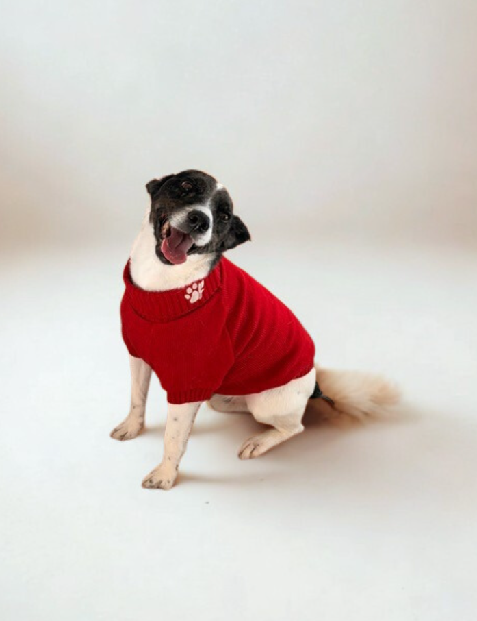 The Planted Pup Lena Sweater - 3 Colors/4 Sizes