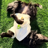 The Planted Pup T-Shirts - 2 Styles/4 Sizes