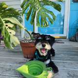 The Planted Pup Lapping Leaf Bowl