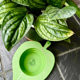 The Planted Pup Lapping Leaf Bowl