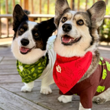 The Planted Pup Bandana - 3 Styles