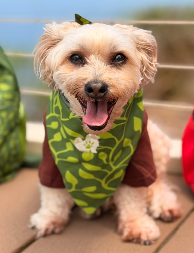 The Planted Pup Bandana - 3 Styles