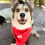 The Planted Pup Bandana - 3 Styles