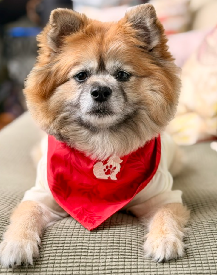 The Planted Pup Bandana - 3 Styles
