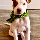 The Planted Pup Bandana - 3 Styles